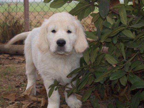 Zlat� retr�vr �t���tka s PP