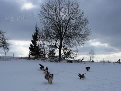 Hl�d�n� pejsk�