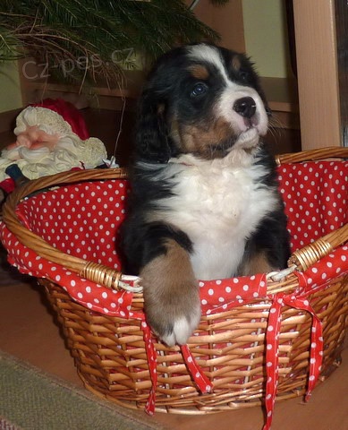 bernsk� sala�nick� pes