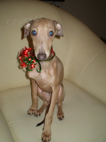 Prod�m italsk�ho chrt�ka s pp