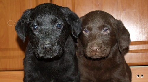 �t�n�tka labradora