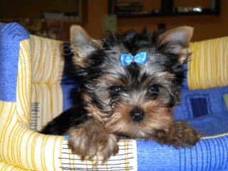 Jork��rsk� teri�r, prod�m pejska bez PP