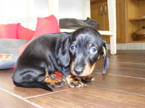 Jezev��k kr�li�� hladskosrst�