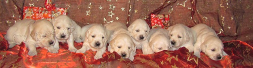 Zlat� retriever - �t��ata