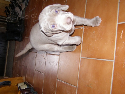 Prod�m v�marsk�ho oha�e bez PP