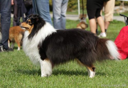 Nabídka krytí - sheltie s PP  Nabídka krytí - sheltie s PP