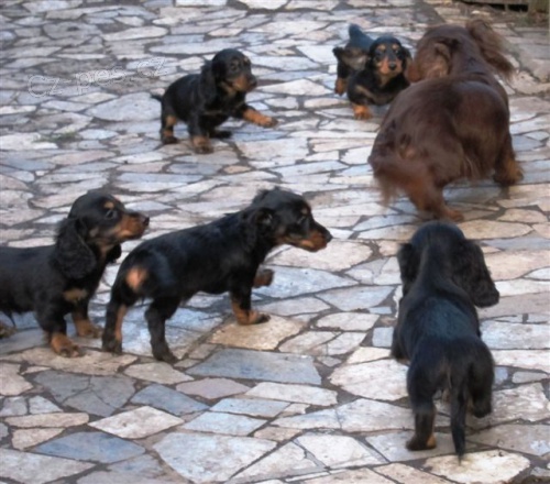 Jezev��k trpasli�� a kr�li��