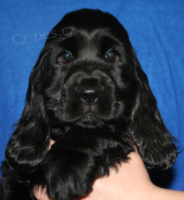 Anglick� kokr�pan�l