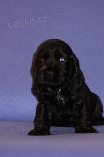 Anglick� kokr�pan�l