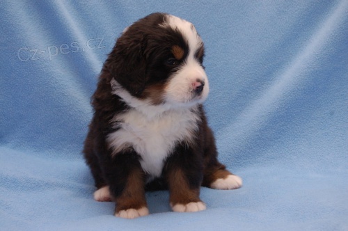 Bernsk� sala�nick� pes - �t��ata