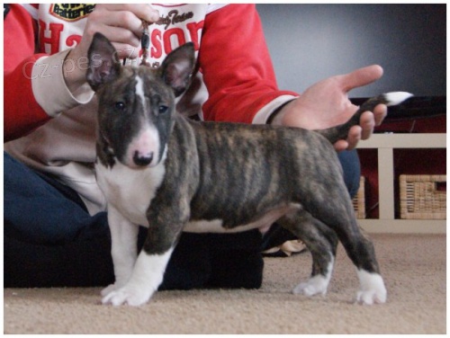 Miniaturn� bullterier s PP 