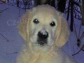 Zlat� retr�vr �t���tko s PP