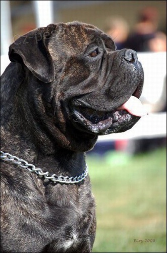 �t��ata BULLMASTIFF, BULMASTIF
