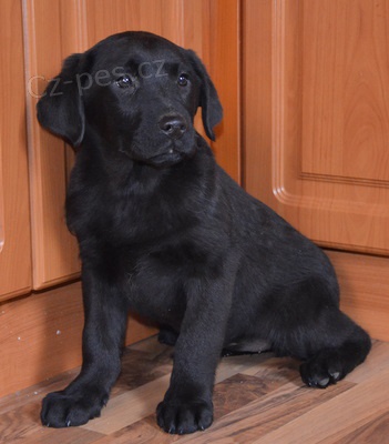 kr�sn� �t�n�tka labradora