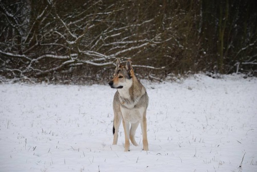 Prod�m �t��ata �sv bez PP (rodi�e s PP), odb�r b�ezen,