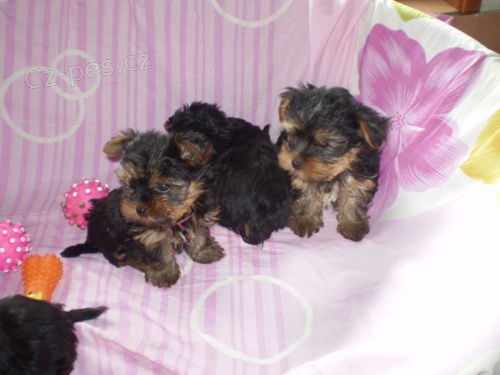 Jork��rci, �t��ata s PP.