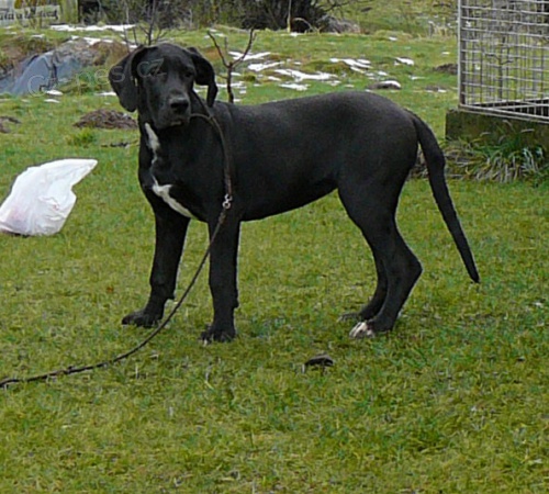 N�meck� doga s PP