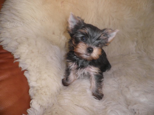 �t��ata Jork��rsk�ho teri�ra s PP