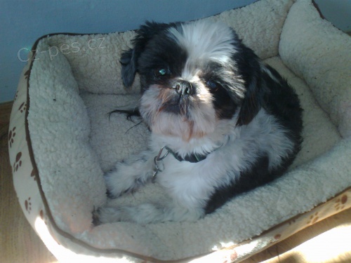 Nab�z�m pejska ke kryt�