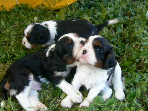 �t���tka Kaval�ra