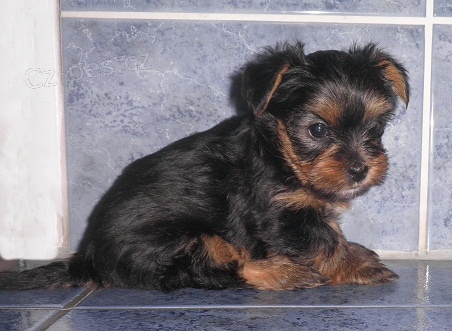 Jork��rsk� teri�r - �t���tka s PP