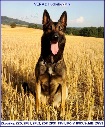 ZAD�M �T���TKA MALINOISE