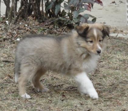 Sheltie zlaté barvy Sheltie zlaté barvy