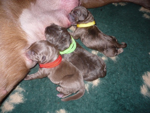 Hn�d� pejsci LR s PP