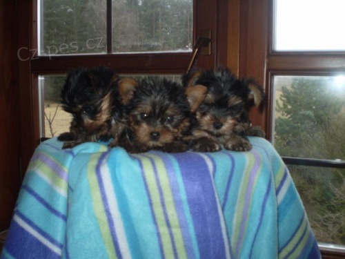 Jork��r��ky, �pi�kov� �t���tka sPP,