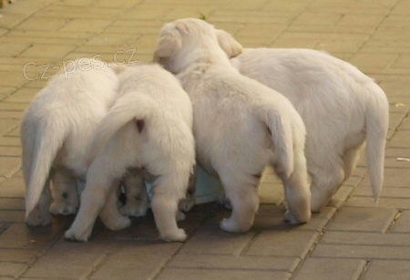 Zlat� retr�vr �t���tka s PP