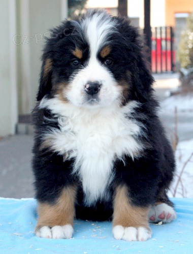 Bernsk� sala�nick� pes - �t��ata