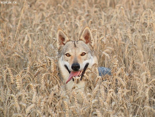 �eskoslovensk� vl��k �t��ata s PP