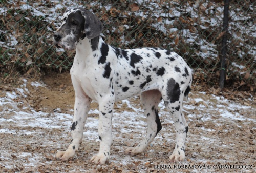 �t��ata n�meck� dogy s PP