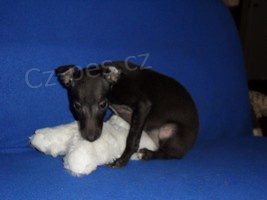 Italsk� chrt�k - �t��ata s pp