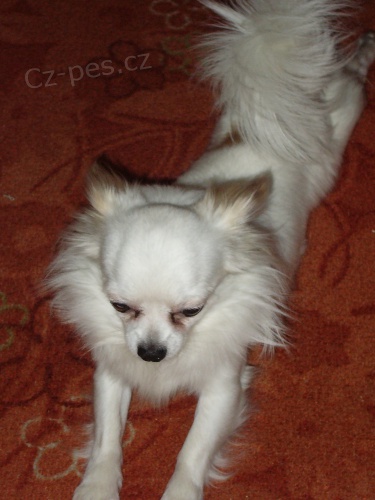 Dlouhosrst� �ivava