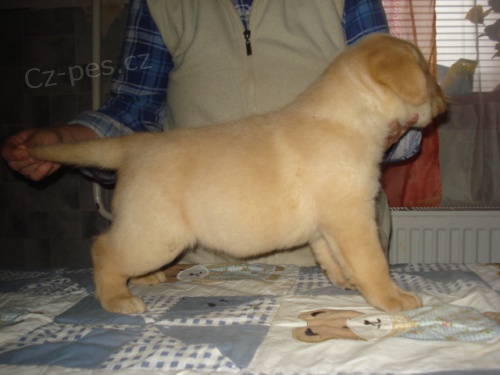 Labradorsk� retriever s PP