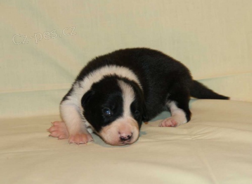 �t��ata border collie s PP na pasen� a sport