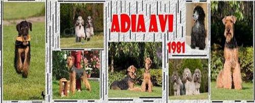 ADIA AVI chov.st Erdelteri�r-Airedaleterrier,Pudl