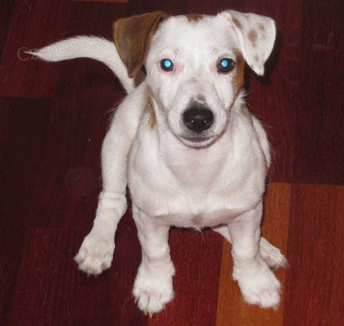 Zad�m �t���tka JRT s PP