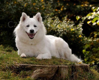 Velk� b�l� �pic - �t��ata