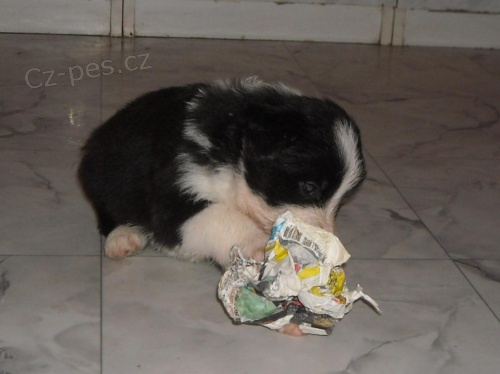 Border collie �t��ata s PP