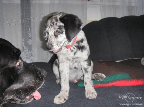 V�cvik a p�ev�chova ps�