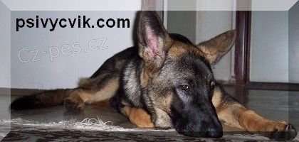 V�cvik psa Praha individu�ln�