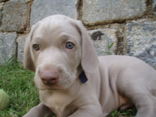 �t��ata VOK s pr�kazem p�vodu