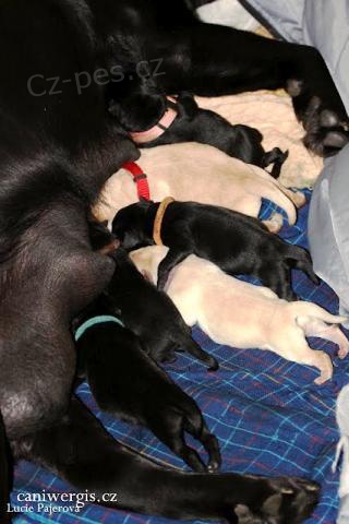 �t��ata labradorsk�ho retr�vra s PP