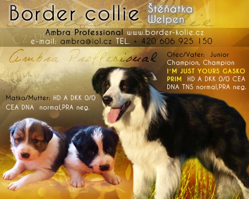 Border kolie �t���tka s PP