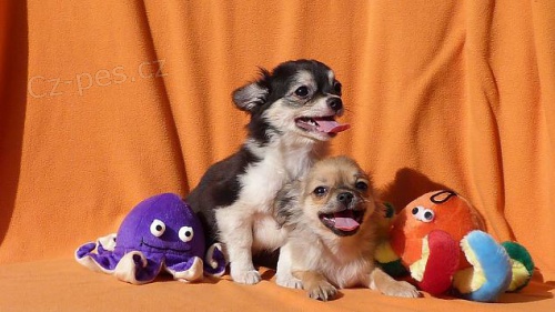 �t���tka �ivavy dlouhosrst� s PP