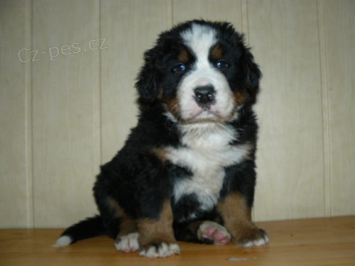 Bernsk� sala�nick� pes s PP