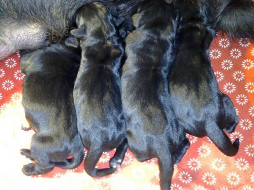 Kn�ra� st�edn� �ern� - �t���tka s rodokmenem