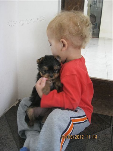 York��rsk� teri�r